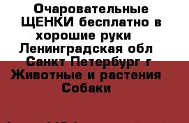 Очаровательные ЩЕНКИ бесплатно в хорошие руки! - Ленинградская обл., Санкт-Петербург г. Животные и растения » Собаки   